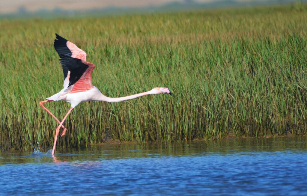 Greater Flamingos in Morroco by Radi Mohamed